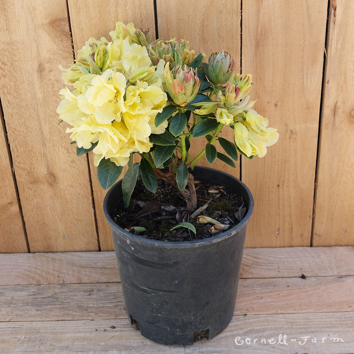 Rhododendron Many Moons 2gal
