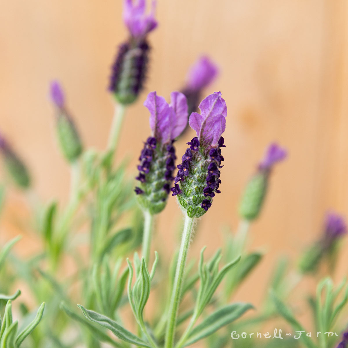 anouk lavender plant Lavandula st Anouk Supreme 1gal Spanish Lavender