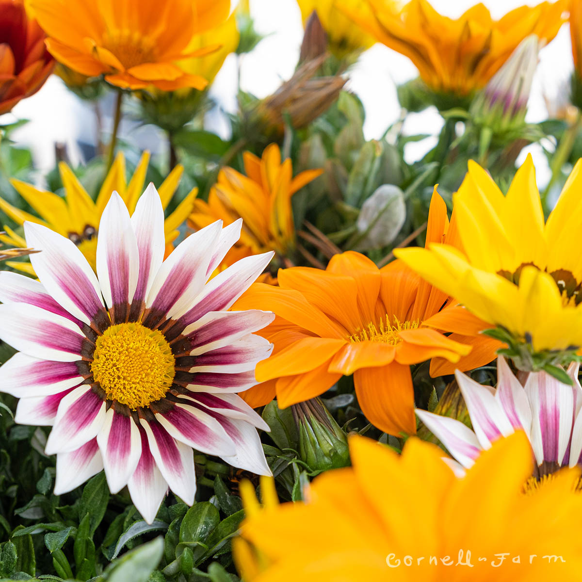 Gazania New Day Mix 4in