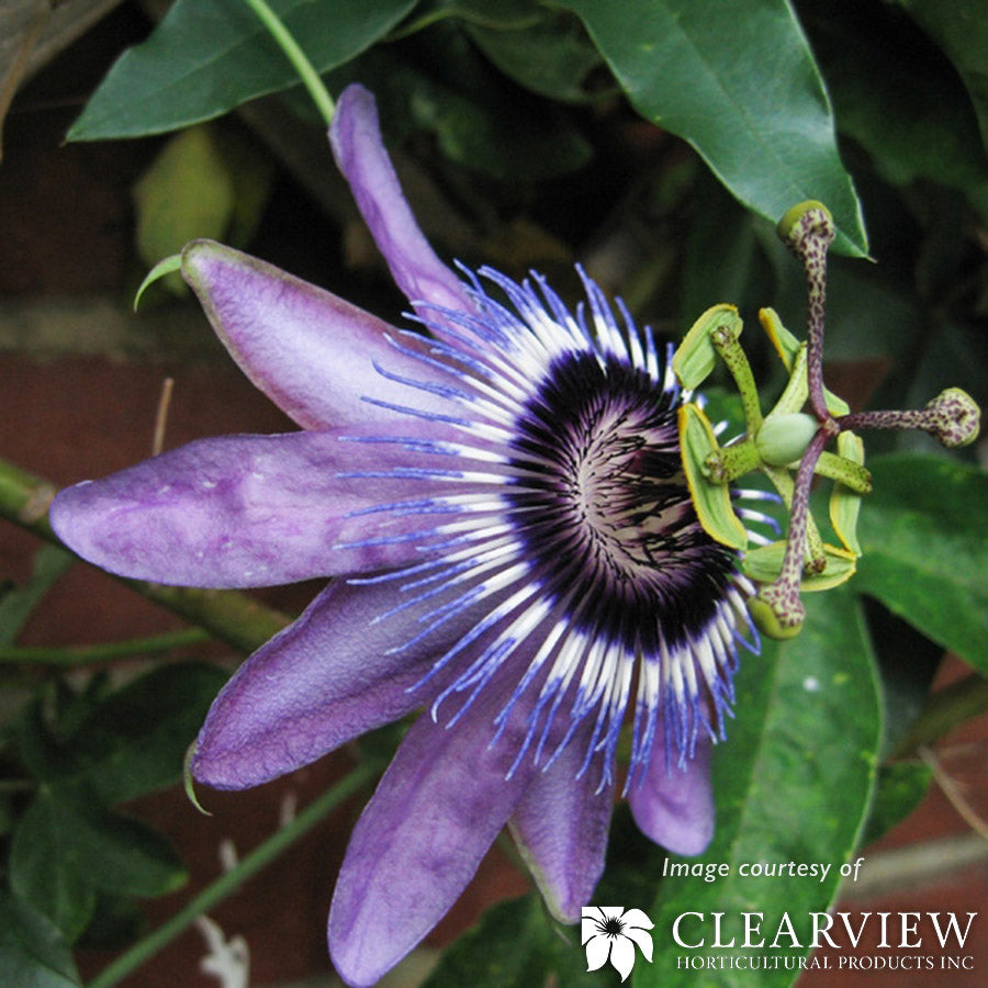 Passiflora  Betty Myles Young 1gal Passionflower
