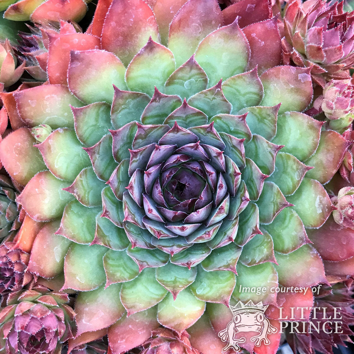 Sempervivum Mauna Kea 4.25in CF Hens & Chicks