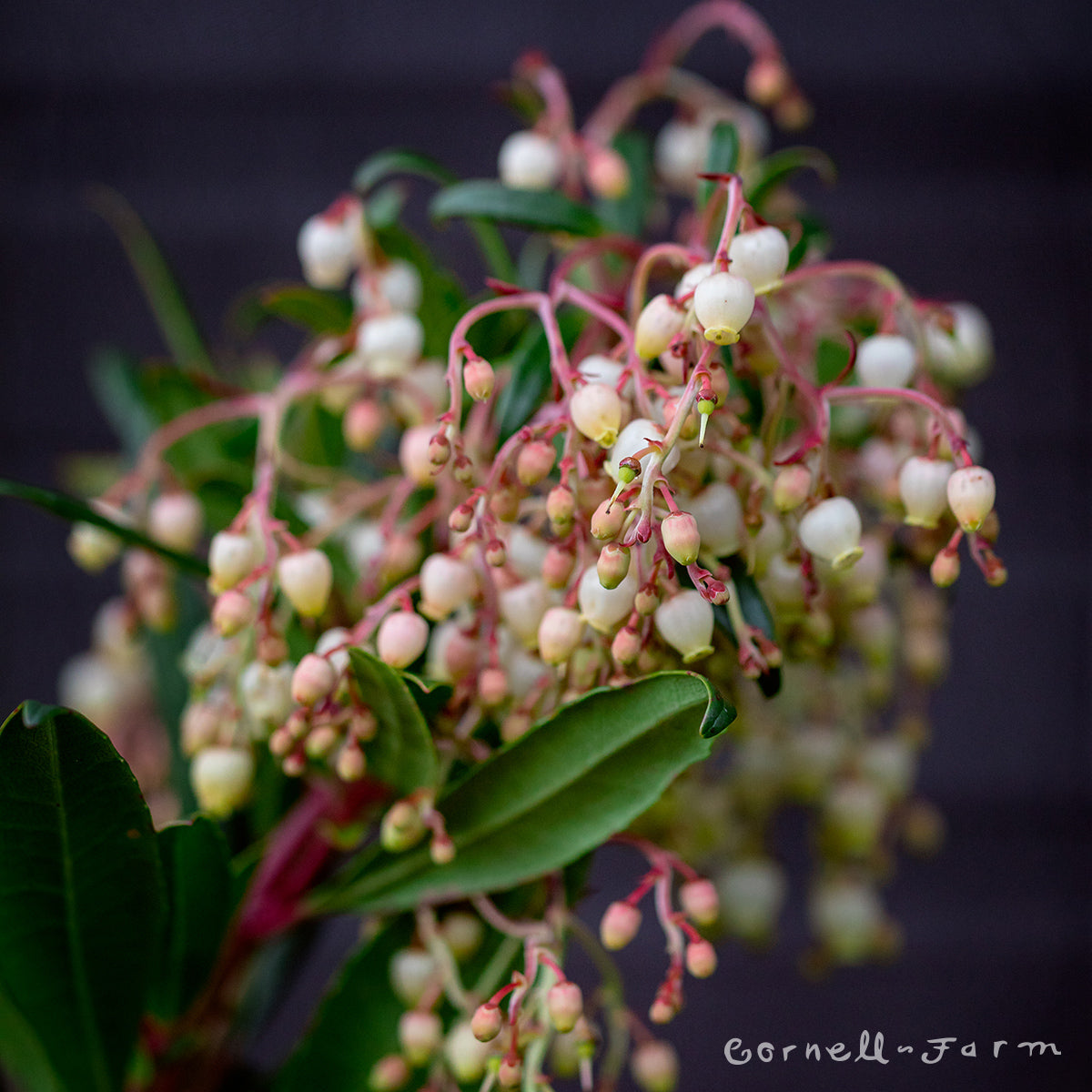 Arbutus x Marina 5gal Tree Form Strawberry Tree