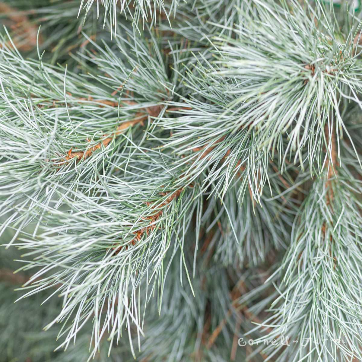 Pinus peuce Pacific Blue 6gal Macedonian PIne