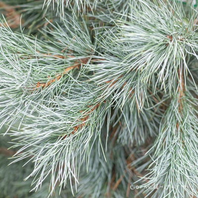 Pinus peuce Pacific Blue 6gal Macedonian PIne