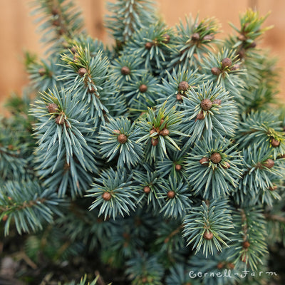 Picea s. Papoose 2gal Sitka Spruce