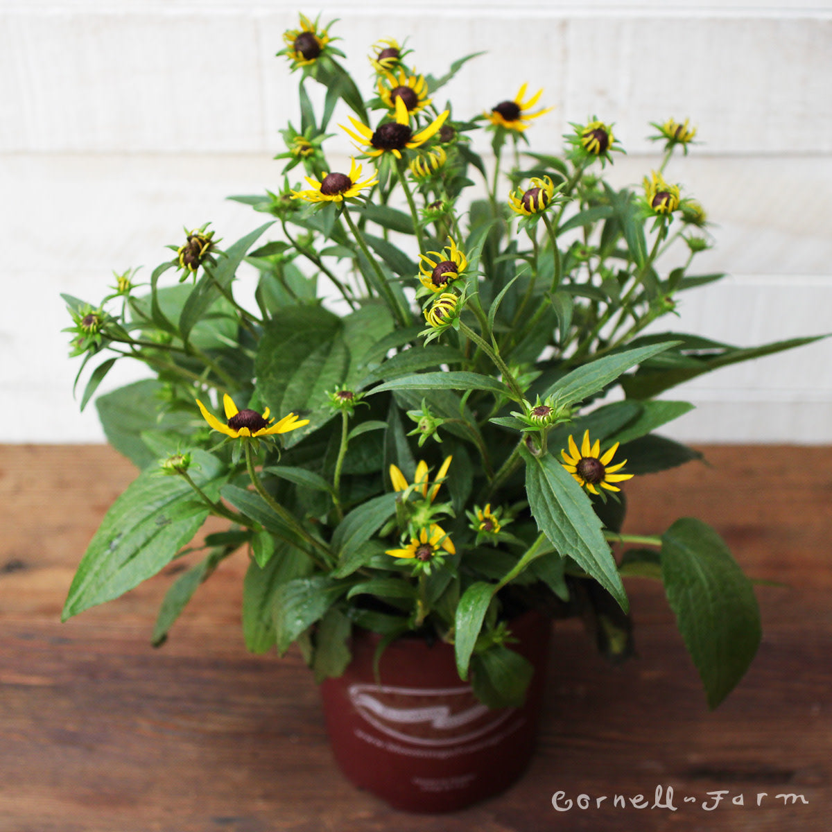 Rudbeckia f Little Goldstar 1gal