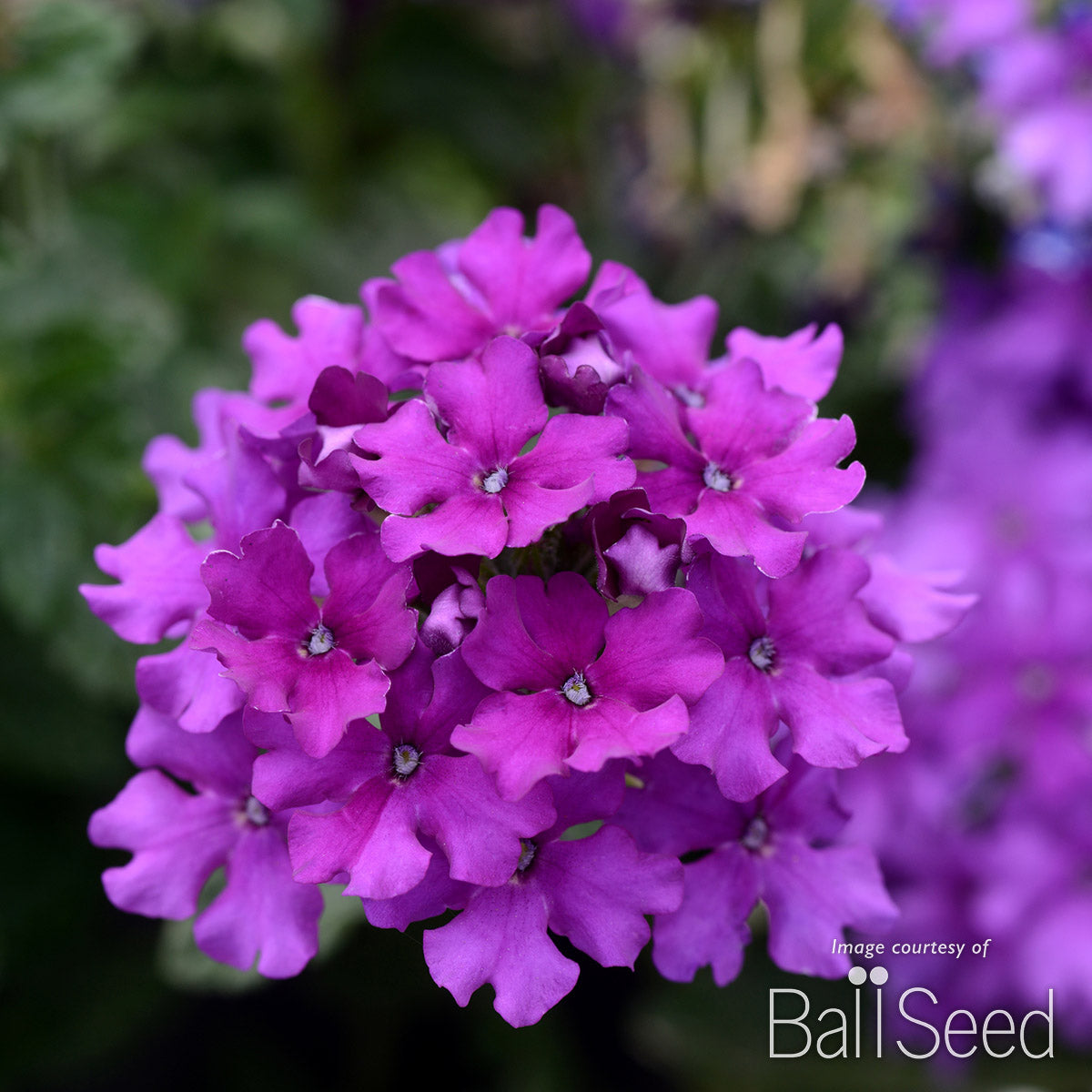 Verbena EnduraScape Purple 1gal