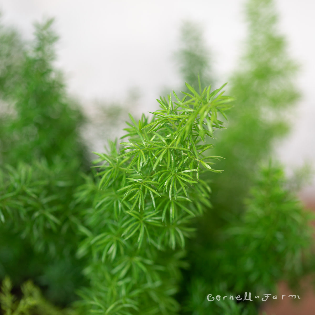 Asparagus densiflorus 6in Foxtail Fern