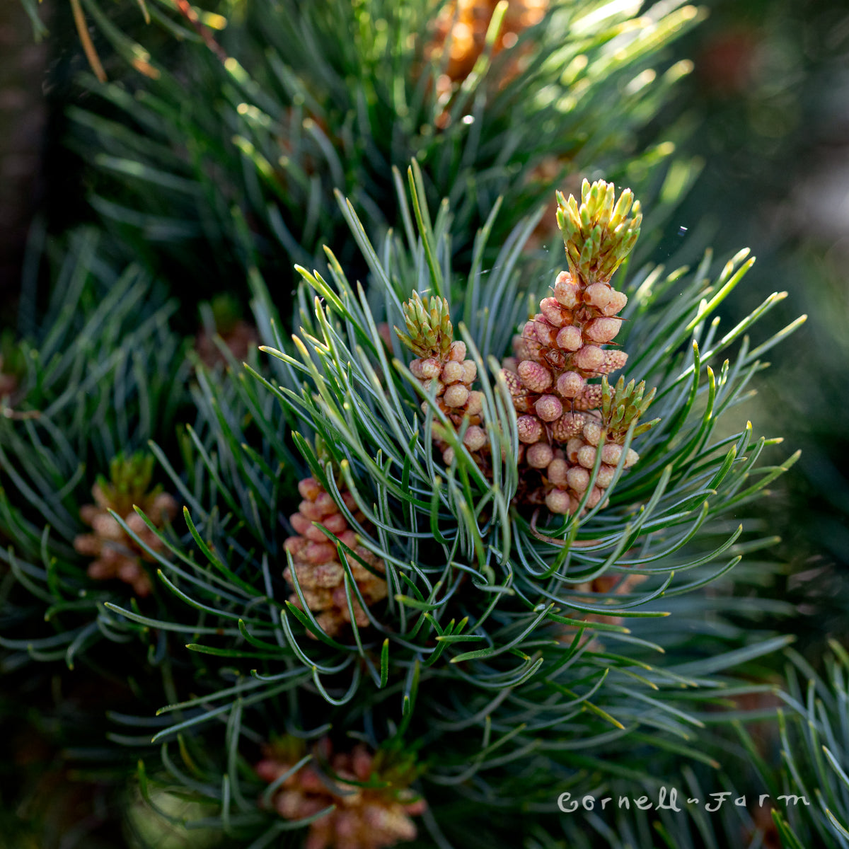 Pinus p. Bergmani 6gal Japanese White Pine