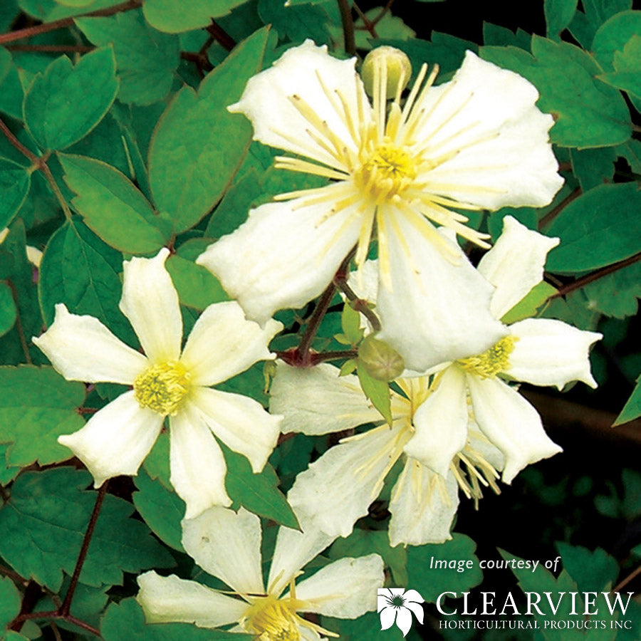 Clematis fargessi Fargesioides Species 1gal