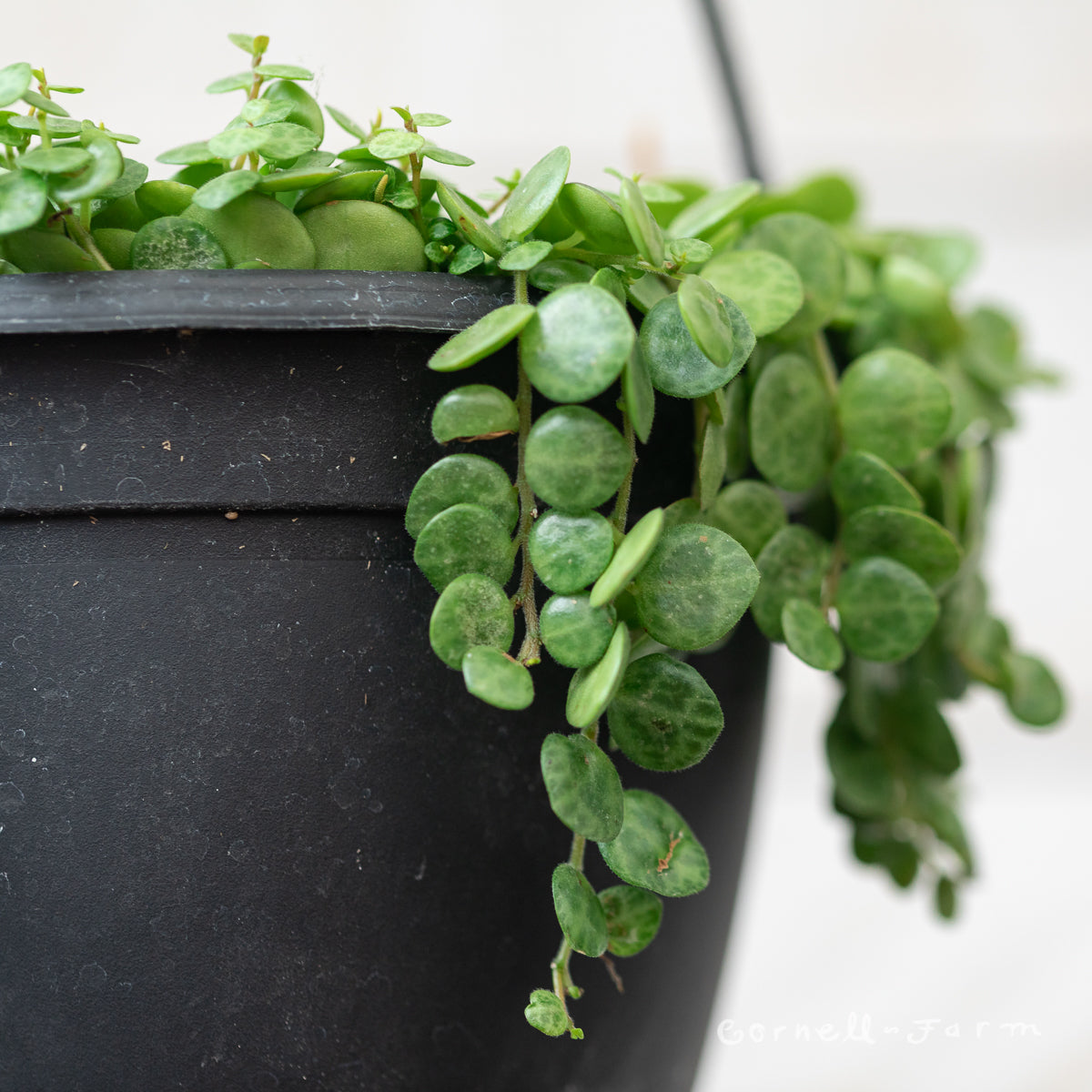 String of Turtles (Peperomia Prostrata) 6in