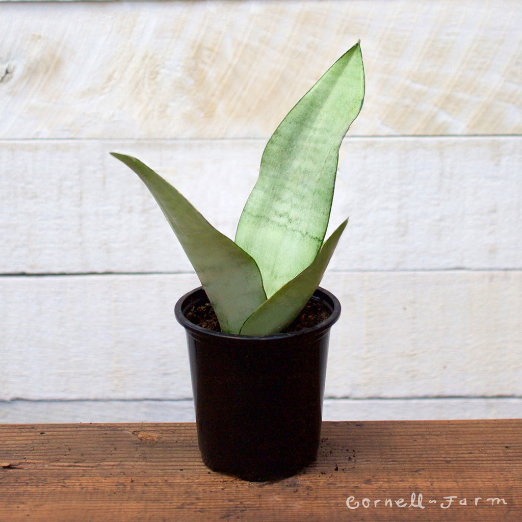 Sansevieria trifasciata 4in Moonshine Snake plant