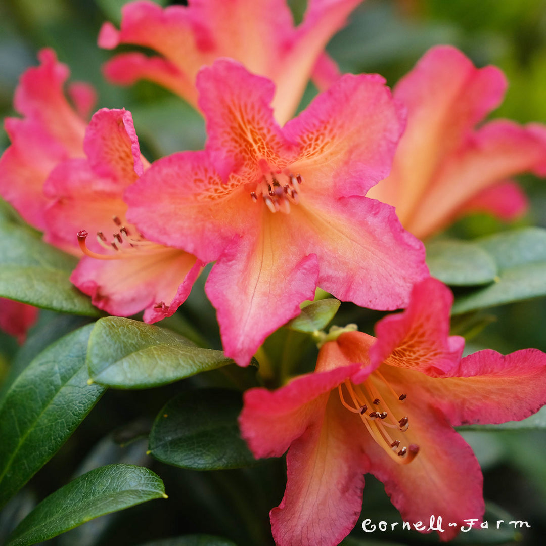 Rhododendron Golden Gate 3gal  Cornell Farm
