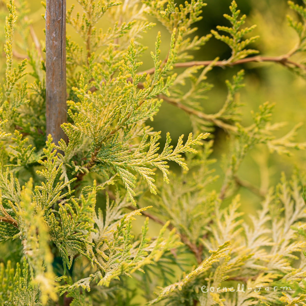 Chamaecyparis o. Sunlight Lace Hinoki Cypress 2gal