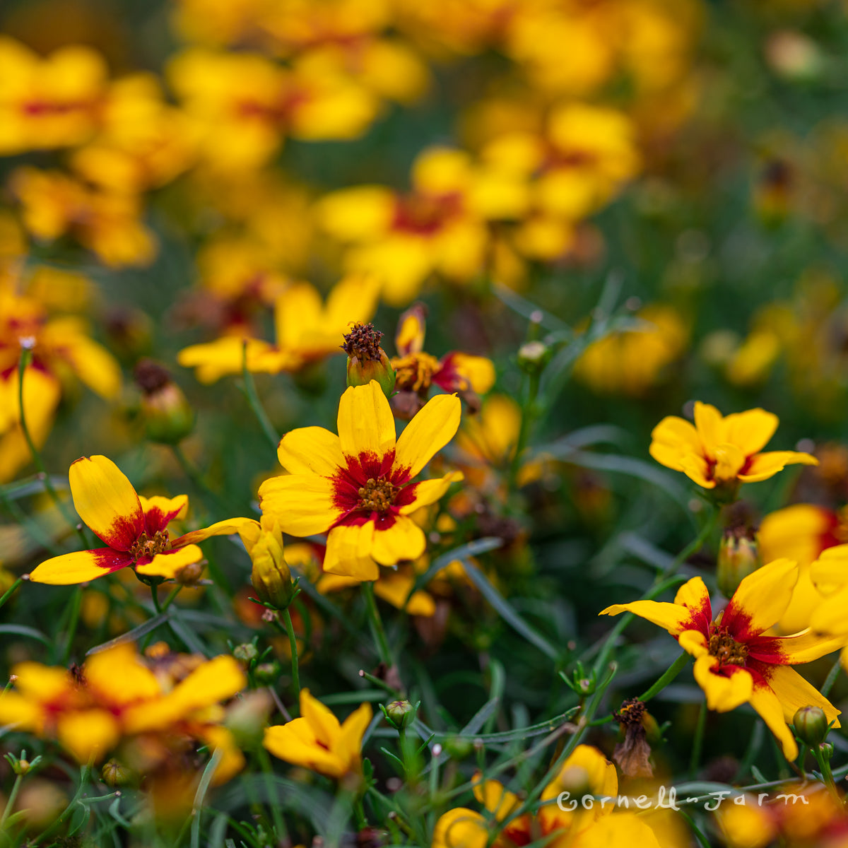 Coreopsis Sizzle and Spice Curry Up 1gal
