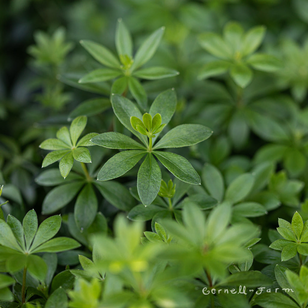 Cornell Farm Dicentra Amore Bleeding Heart