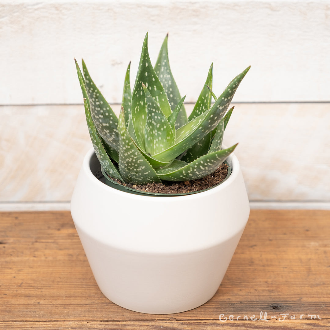 Aloe deltoideodonta 4in – Cornell Farm
