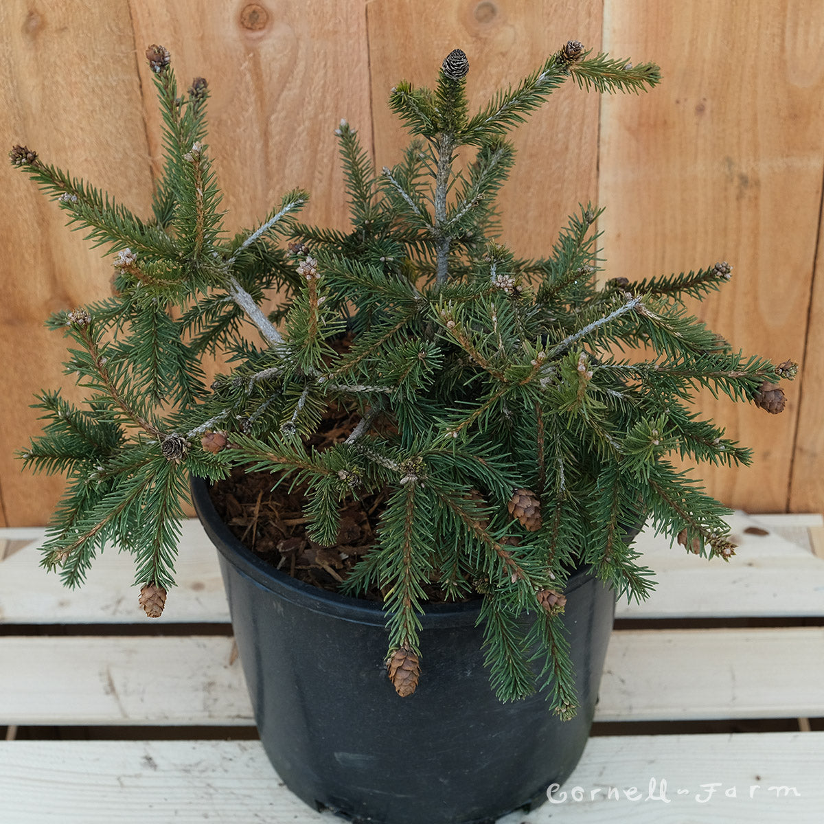Picea a. Pusch 3gal Dwarf Norway Spruce