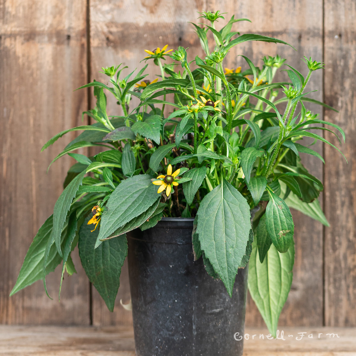 Rudbeckia f Little Goldstar 1gal