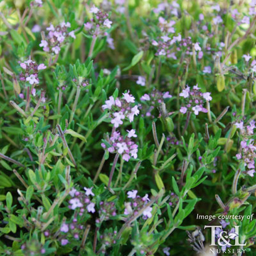 Thymus English 4in Thyme