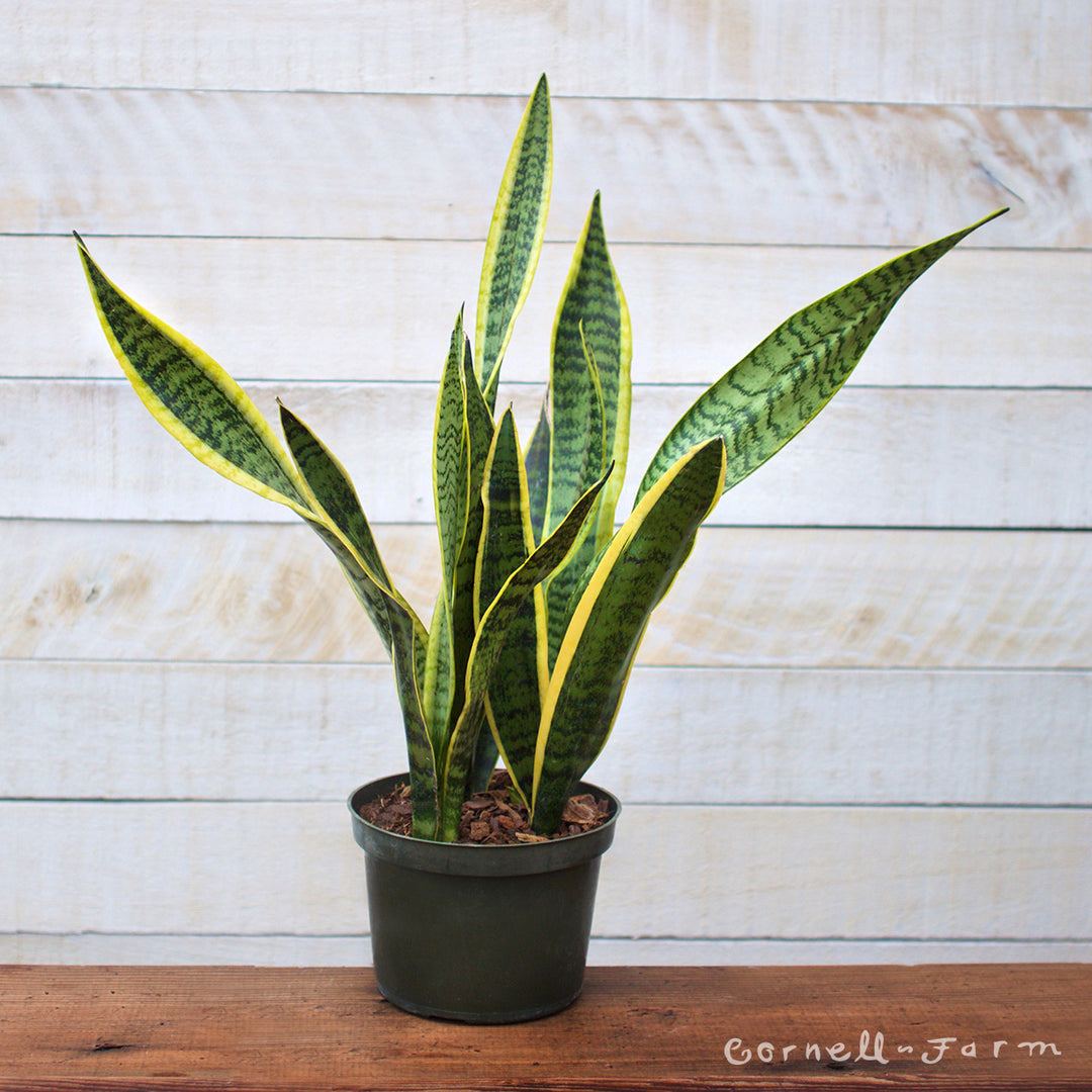 sansevieria trifasciata precio Sansevieria trifasciata 6in Laurentii snake plant – Cornell Farm