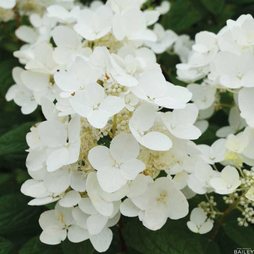Shrubs - Hydrangeas – Page 4 – Cornell Farm