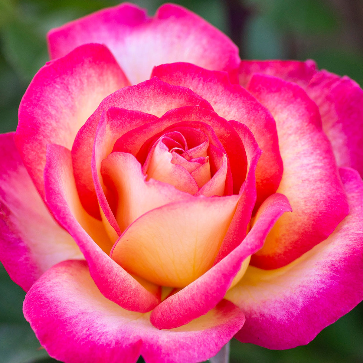 Rose Rainbow Sorbet 5 gal