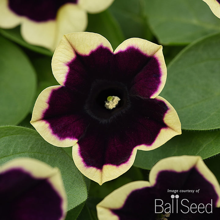 Petunia Dark Saturn Headliner 4.25in CF – Cornell Farm