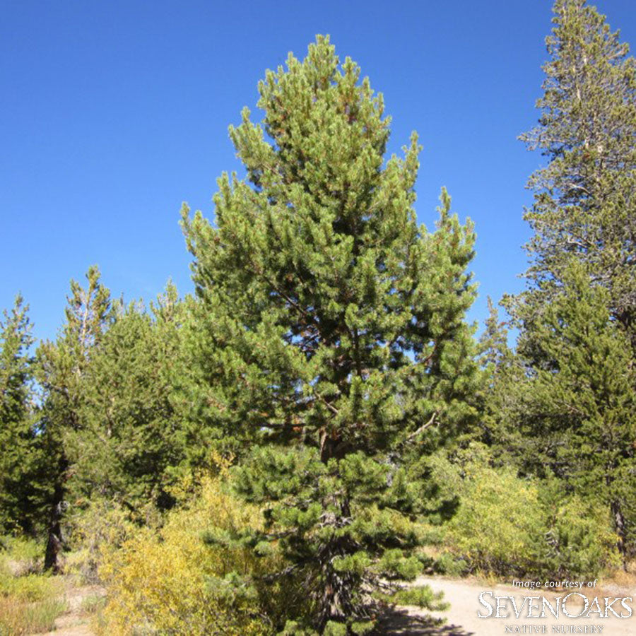 Pinus contorta ssp. murrayana 5gal Sierra Lodgepole Pine