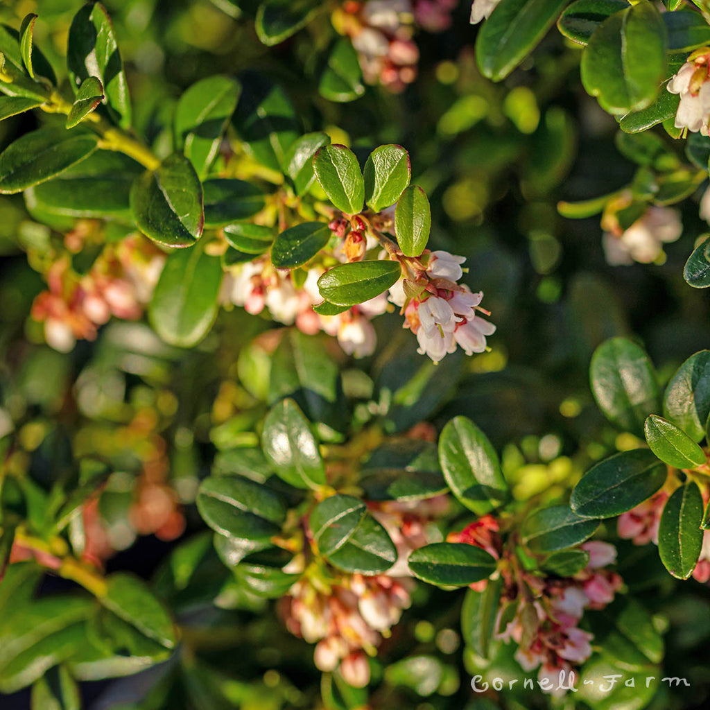 ARABIA ボタニカ \"Vaccinium vitis-idaea\" Vaccinium vitis-idaea - Wikipedia