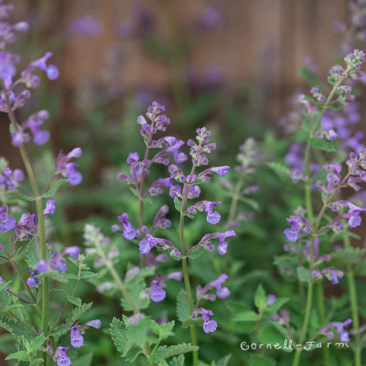 Nepeta x f Junior Walker 1gal Catmint