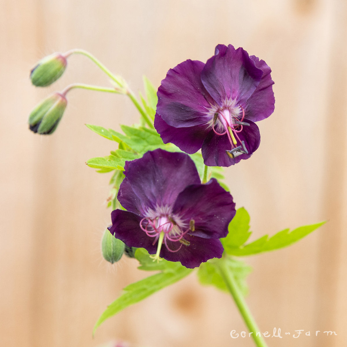 Geranium phaeum Raven 1gal CF Hardy Geranium