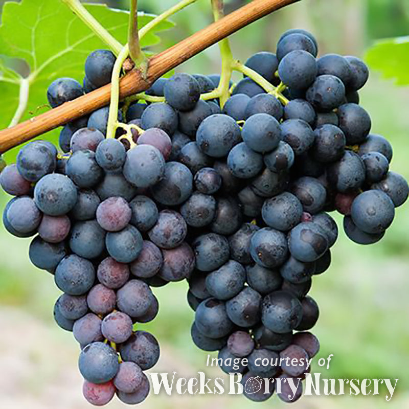 Grape Concord 10gal Vitis