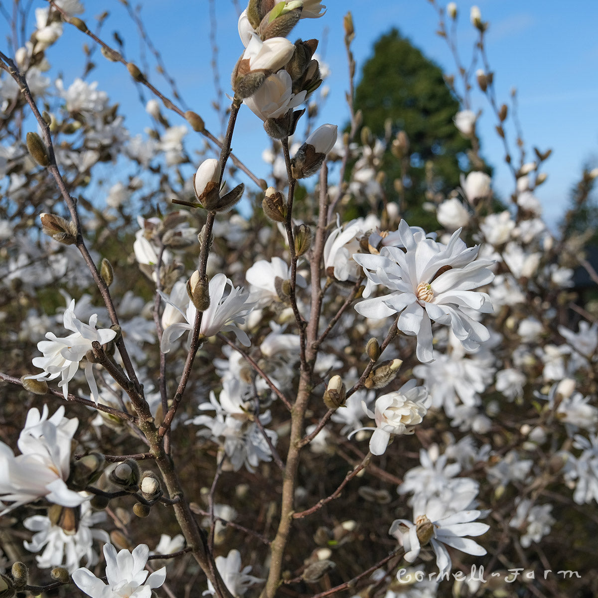 Magnolia stellata Royal Star 5gal