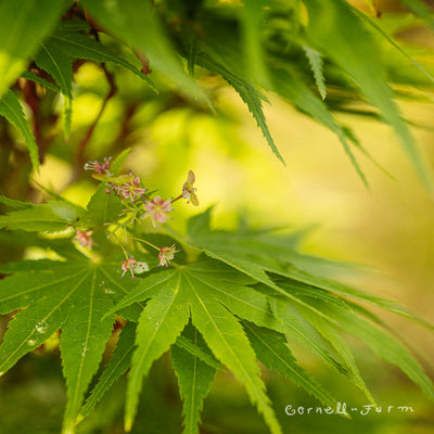 Acer p. Mikawa Yatsubusa 6gal Dwarf Japanese Maple