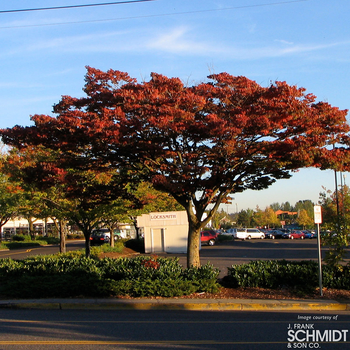 Zelkova serrata Wireless 15gal 1.25cal