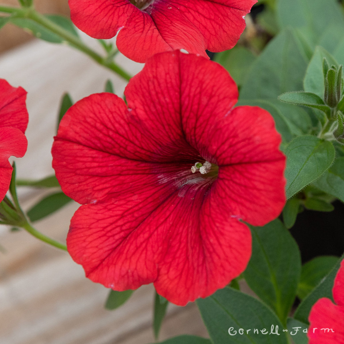 Petunia Surfinia Deep Red 4.25in CF