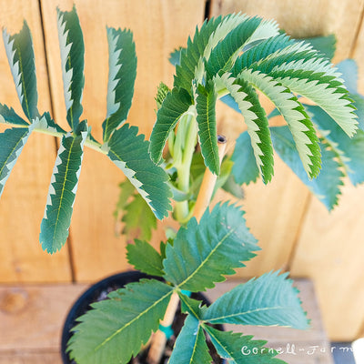 Melianthus major 3gal