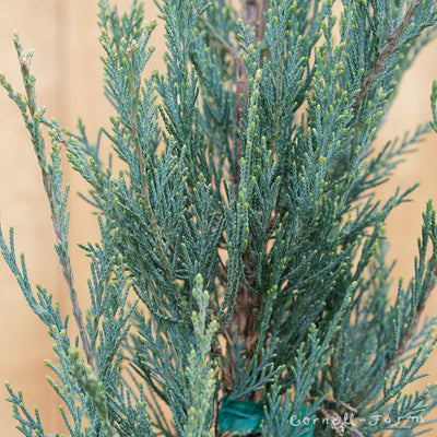 Juniperus s. Blue Arrow 3gal 24-30in Rocky Mountain Juniper