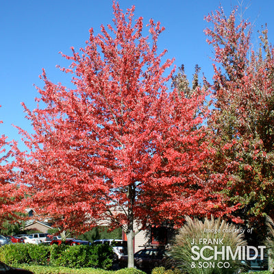 Acer r. Red Sunset 5gal Red Maple