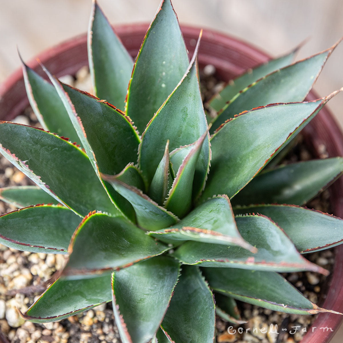 Agave Blue Glow 1gal