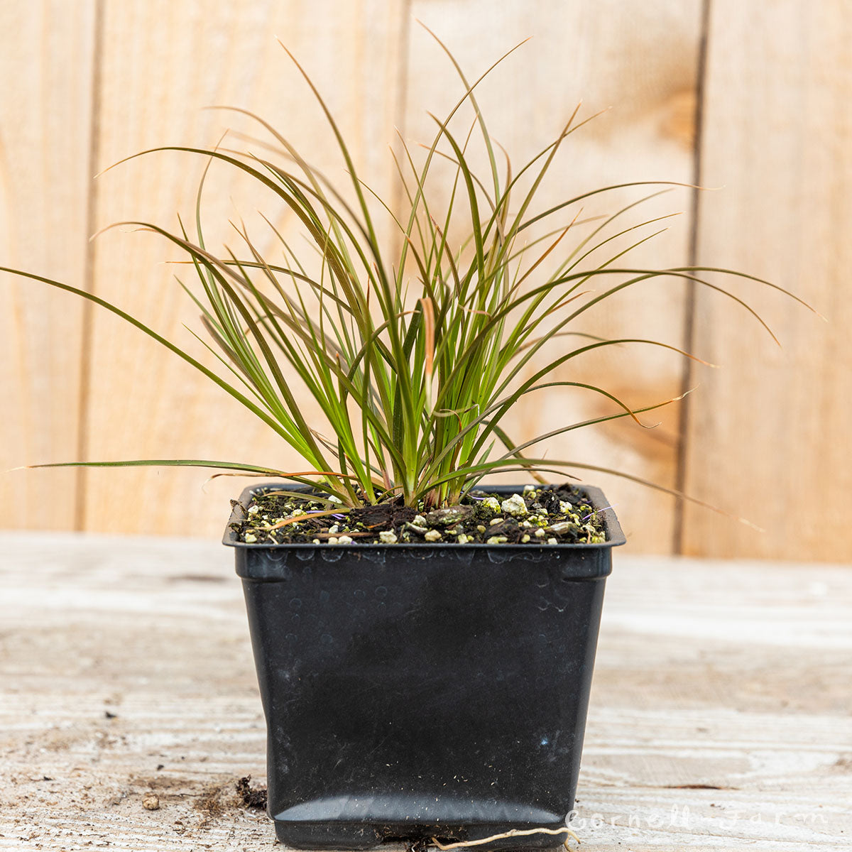 Carex testacea Qrt Orange sedge