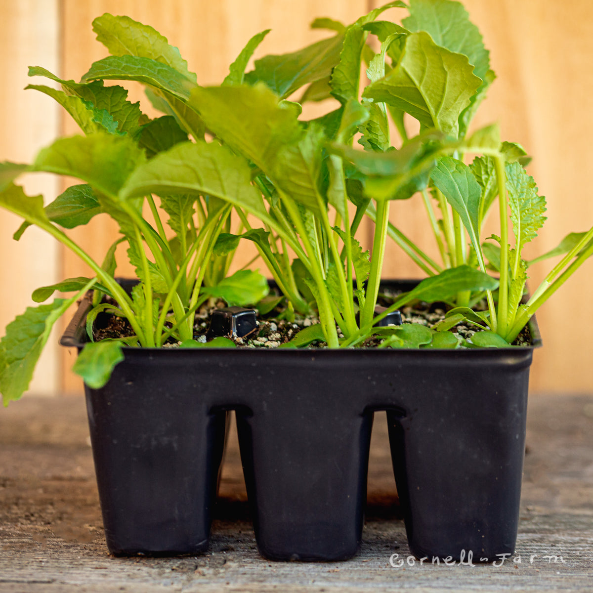 Turnip Hakurei Jumbo 6pk