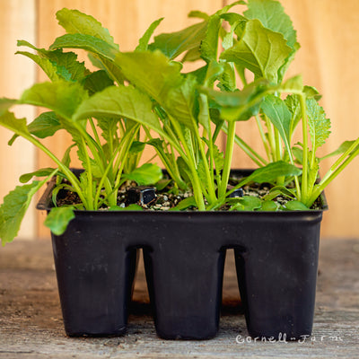 Turnip Hakurei Jumbo 6pk