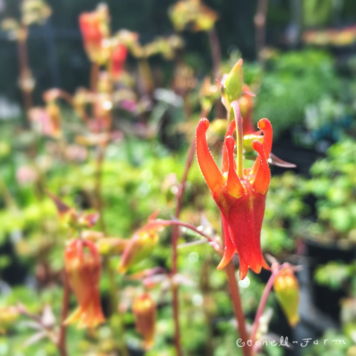 Aquilegia formosa 1gal. Columbine