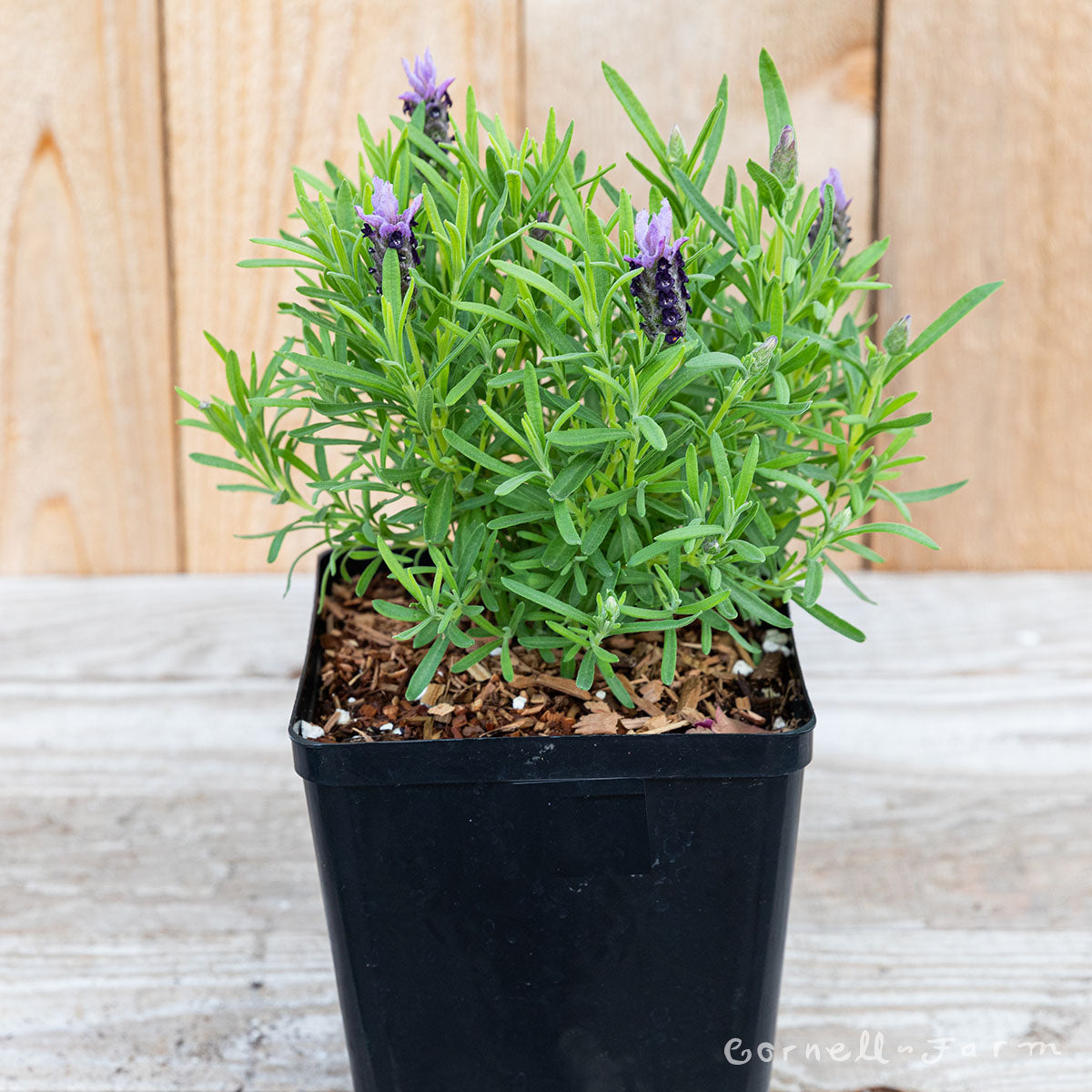 lavish purple lavender plant Lavandula st. Madrid Lavish Purple 1gal Lavender
