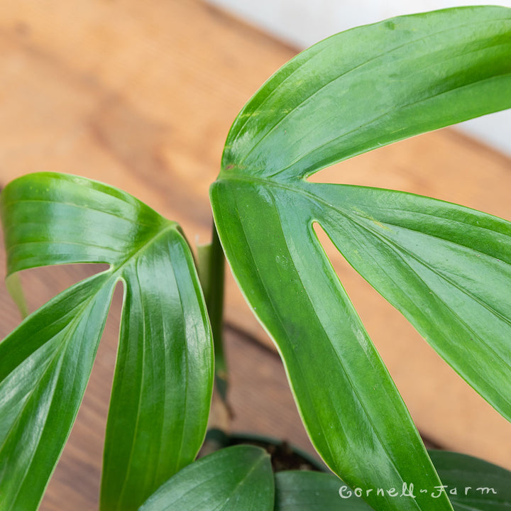 monstera decursiva Rhaphidophora decursiva 4in Dragon Tail