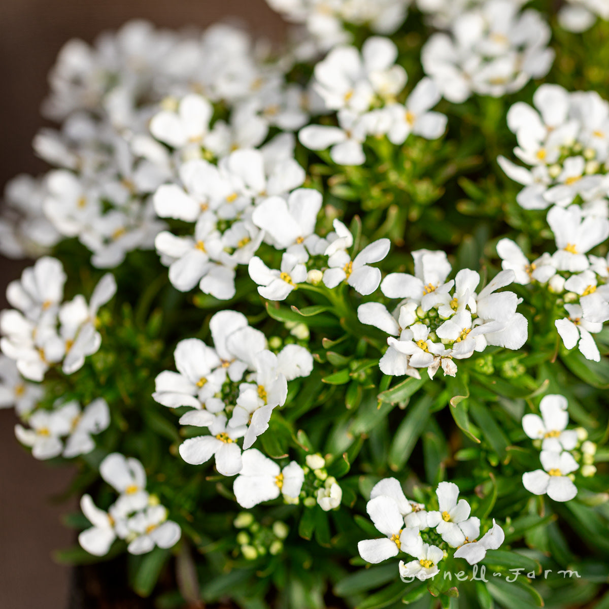 Iberis Snowsation 4in Candytuft