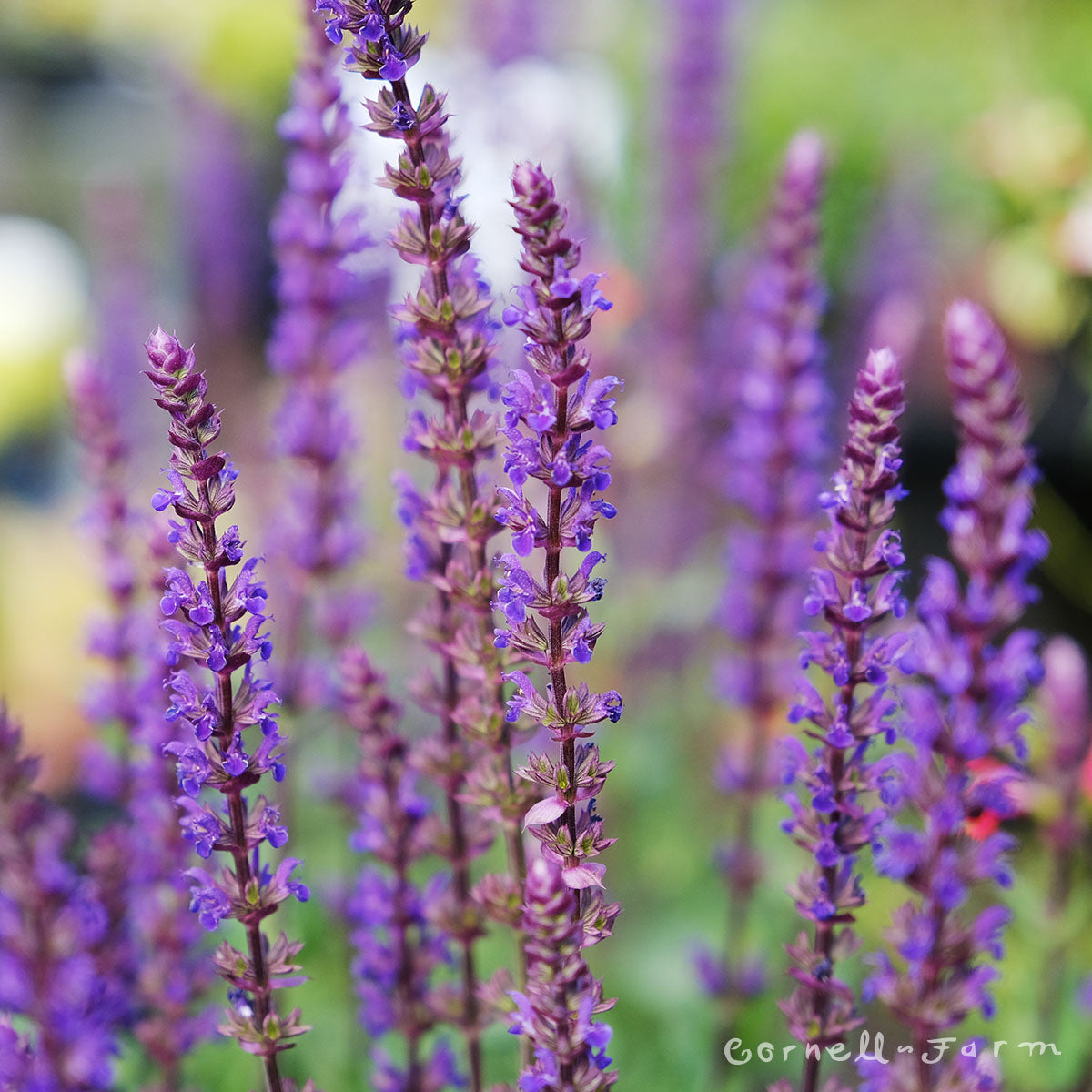 Salvia nemorosa Caradonna 2gal CF