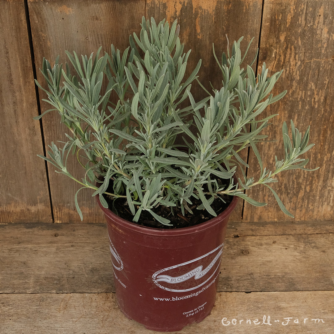 brown lavender plant Lavandula Impress Purple 1gal Lavender – Cornell Farm